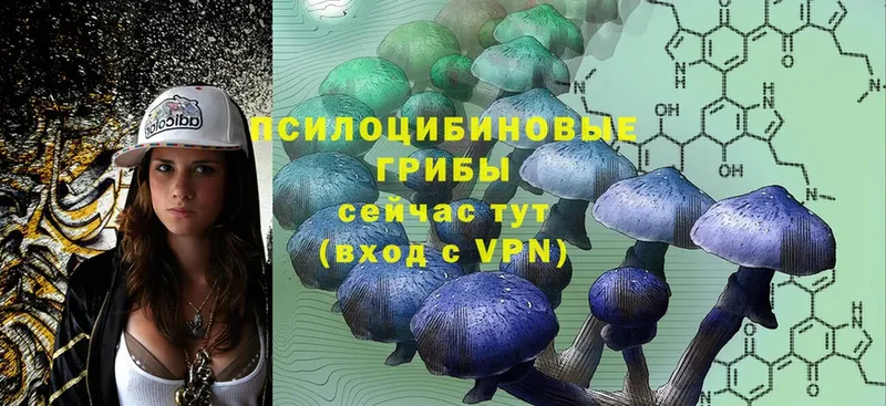 как найти закладки  Горняк  Псилоцибиновые грибы Psilocybine cubensis 